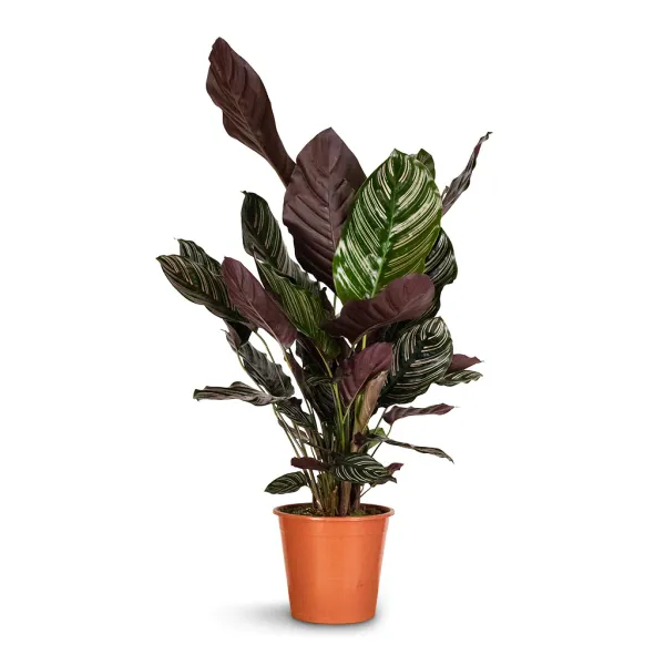 Pin-stripe_calathea_Plant_(Pack_Of_1)