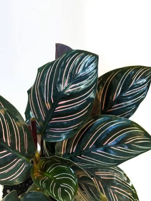 Pin-stripe_calathea_Plant_(Pack_Of_1)