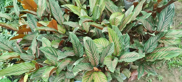 Pin-stripe_calathea_Plant_(Pack_Of_1)
