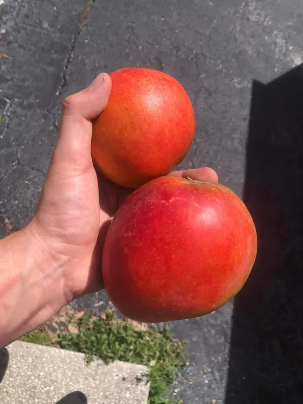 Japanese_Miyazaki_Mango_|_Grafted_and_Hybrid_Plants