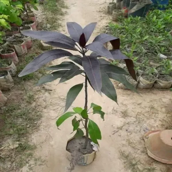 Black_Stone_Mango_Grafted_Plant_Without_Pot