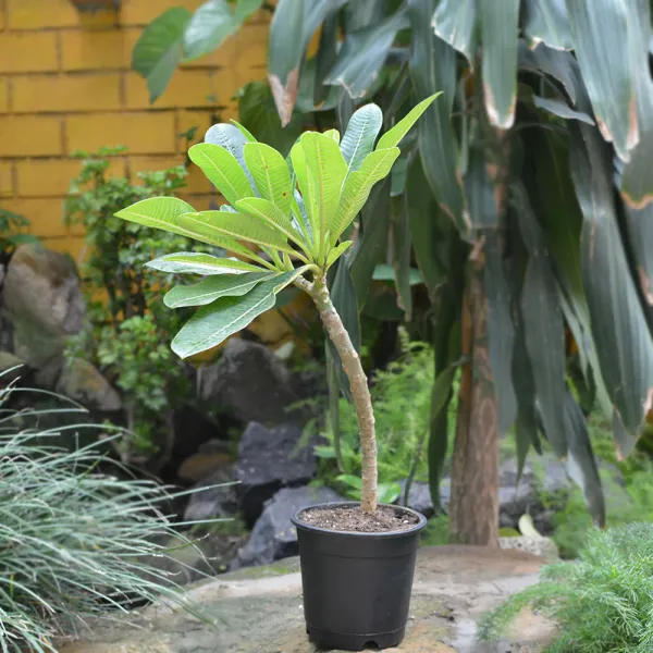 Pink_Plumeria_Flower_Plant_Outdoor_Gardening