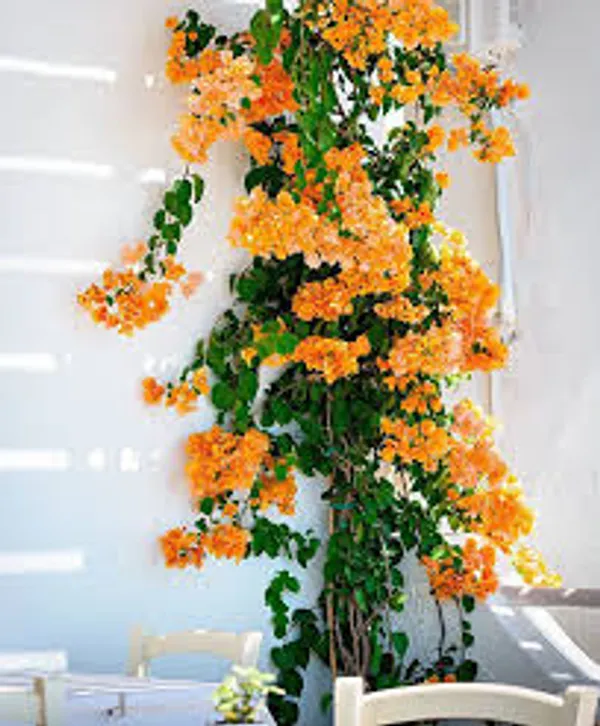Bougainvillea_California_Gold_Outdoor_Plant
