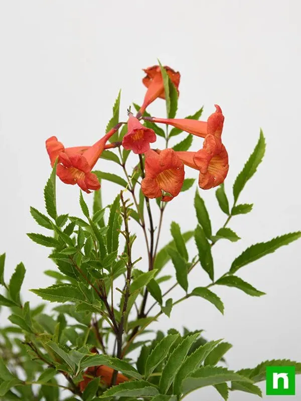 Red_Tecoma_Flowering_Plant