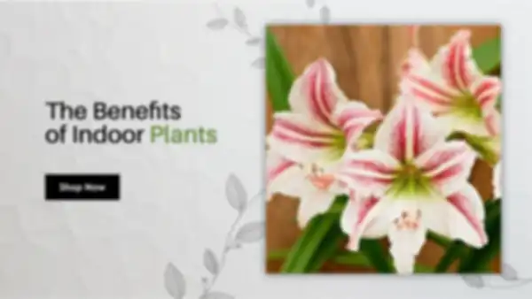 BANNER_undefined__undefined