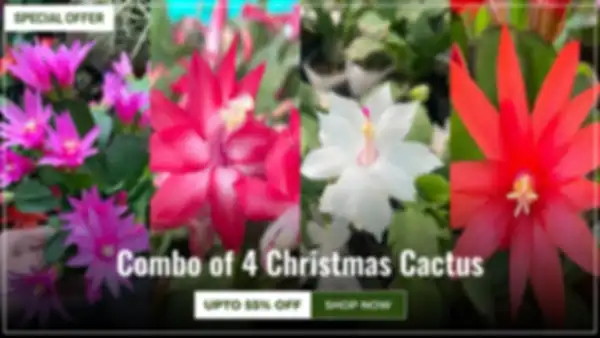 BANNER_undefined__undefined