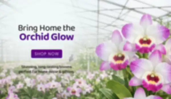 BANNER_undefined__undefined