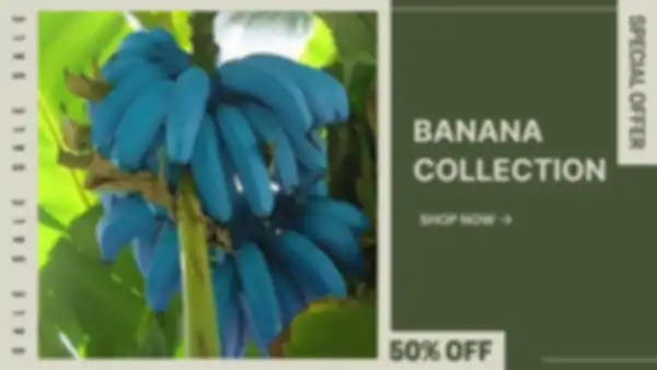 BANNER_undefined__undefined