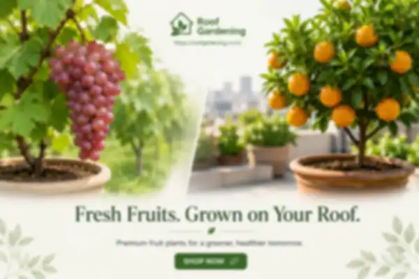 BANNERS_undefined__undefined