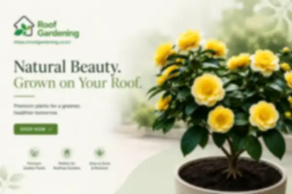 BANNERS_undefined__undefined