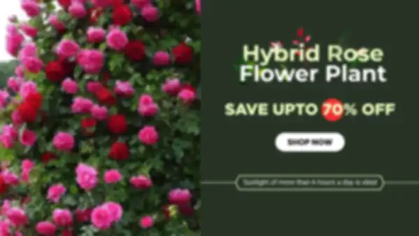 BANNERS_undefined__undefined