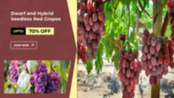 BANNERS_undefined__undefined