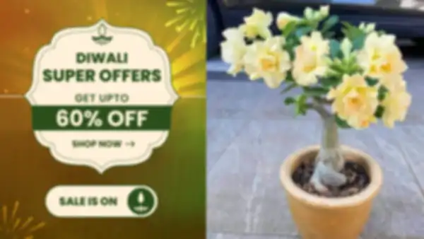 BANNER_undefined__undefined