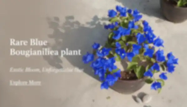 BANNER_undefined__undefined