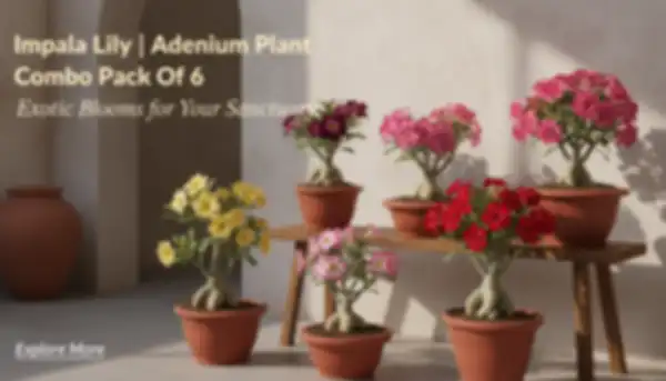 BANNER_undefined__undefined