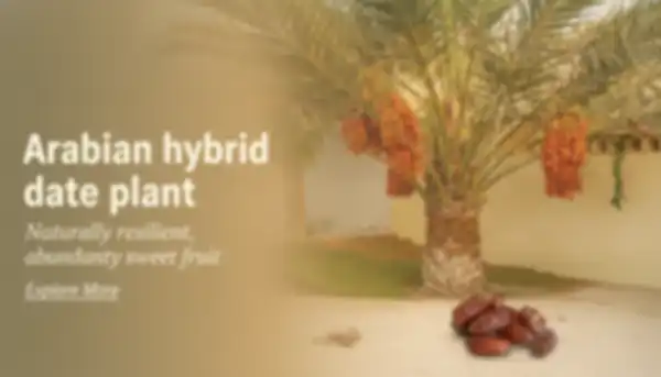 BANNER_undefined__undefined