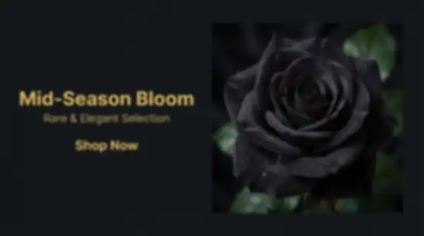 BANNERS_undefined__undefined