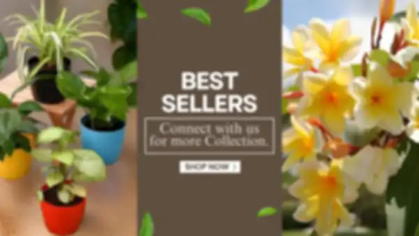 BANNER_undefined__undefined