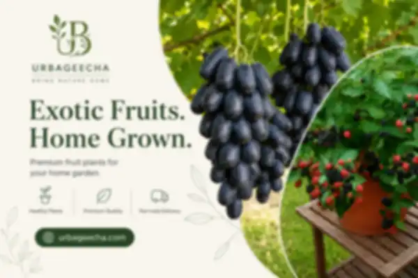 BANNERS_undefined__undefined
