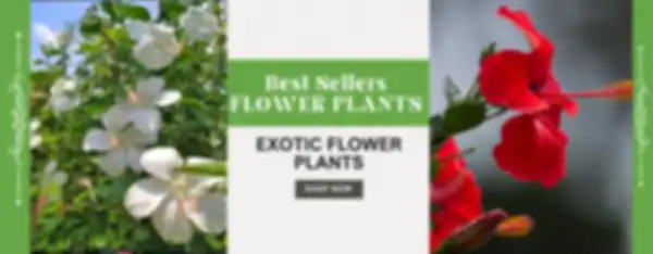 BANNERS_undefined__undefined