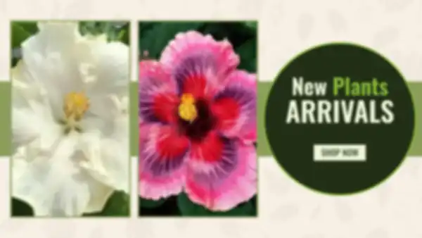 BANNERS_undefined__undefined