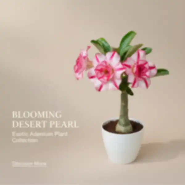 BANNER_undefined__undefined