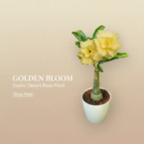 BANNER_undefined__undefined