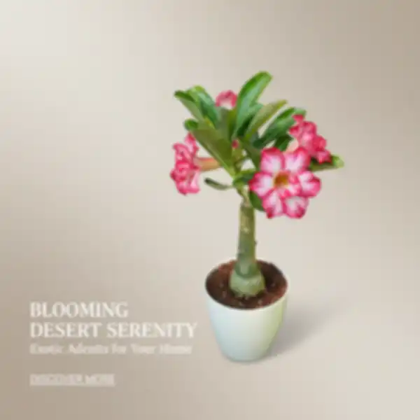 BANNER_undefined__undefined