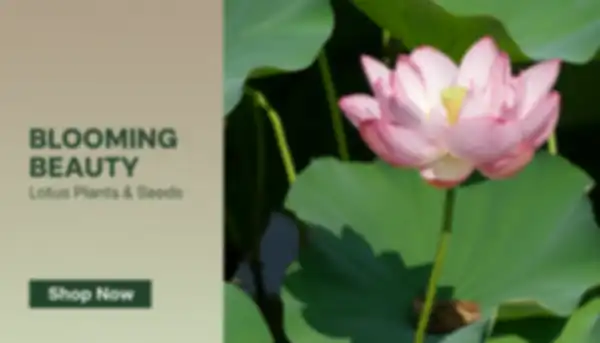 BANNER_undefined__undefined