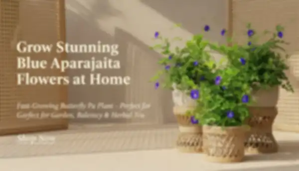 Banner_undefined__undefined