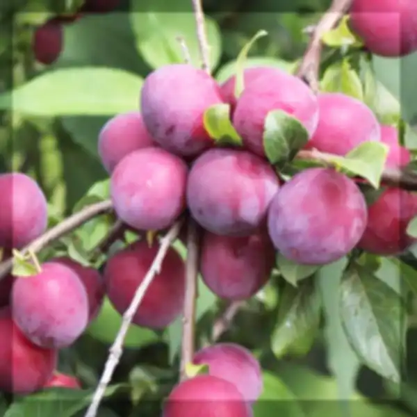 SEE_WHAT'S_FRESH_IN_OUR_NEWEST_OFFERINGS:__undefined