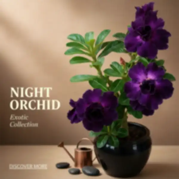 BANNER_undefined__undefined