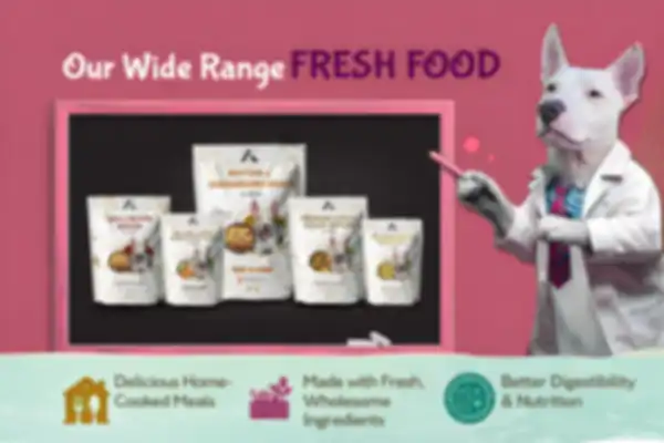 dr_dog_undefined__undefined