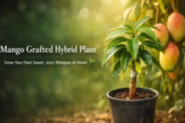 undefined__undefined