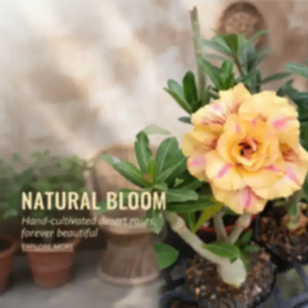 undefined__undefined