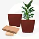 Coral__Eha.eco