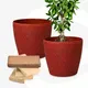 Coral__Eha.eco