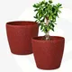 Coral__Eha.eco