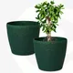 Fern__Eha.eco