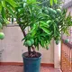 Green__Plantify