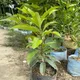 Natural__WORLD GREEN HAVEN