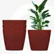 Coral__Eha.eco