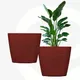 Coral__Eha.eco