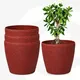 Coral__Eha.eco