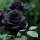 Natural