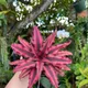pink and black__OrchidZone