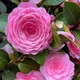 pink__OrchidZone