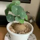 Big Green__OrchidZone