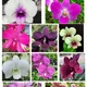 white__OrchidZone
