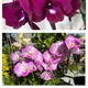 pink__OrchidZone